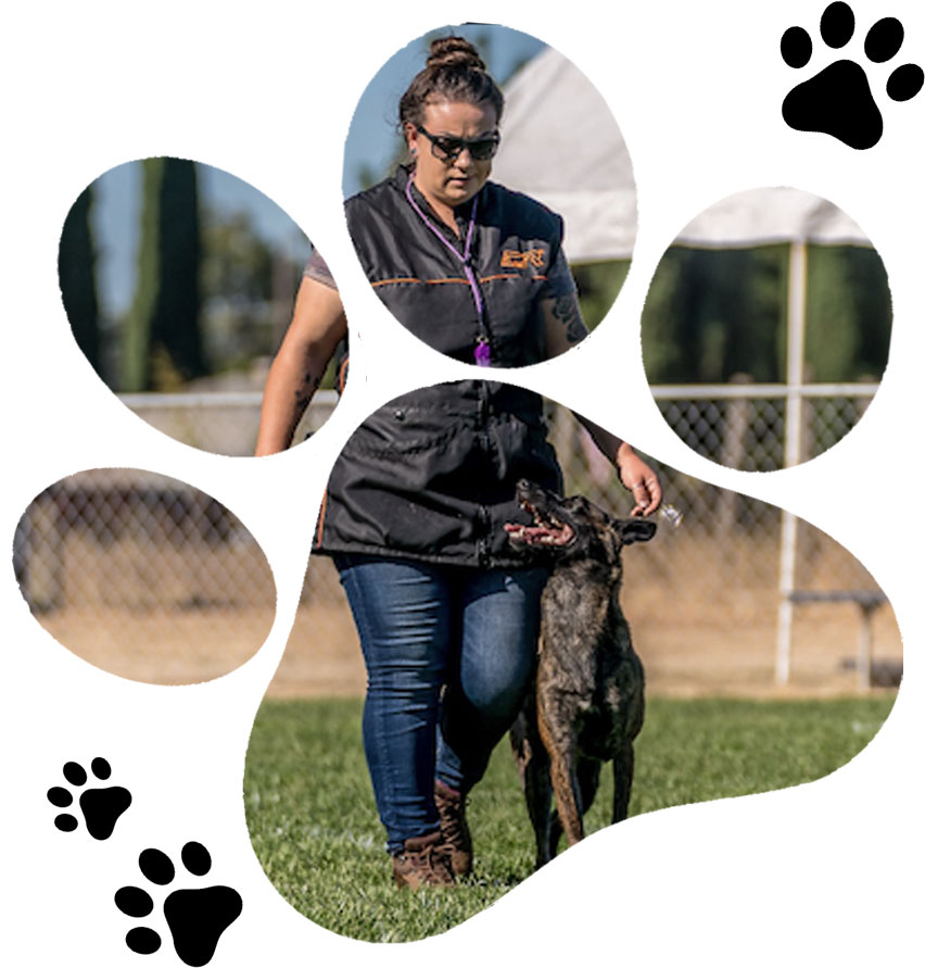 A woman walking her dog in the grass.