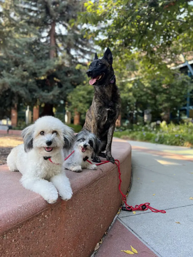 A couple of dogs sitting on top of a wall.