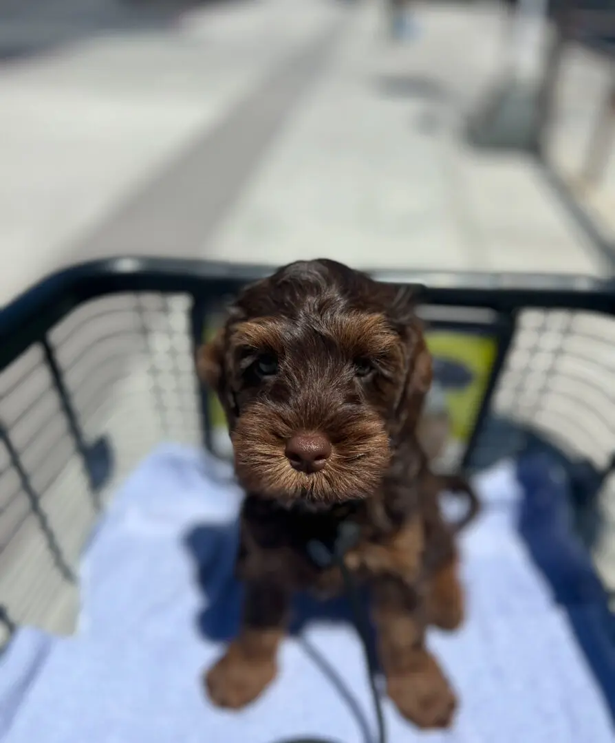 A puppy sitting in a shopping cart.