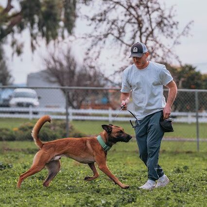 Man walking a dog in a grassy park.